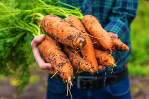 Моркві подобається настій попелу для підживлення