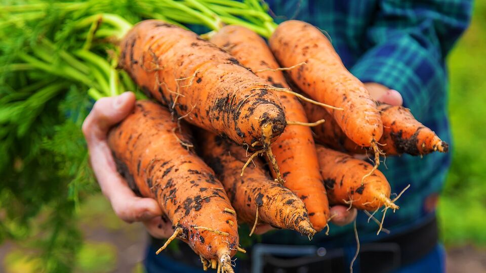 Моркови нравится настой золы для подкормки