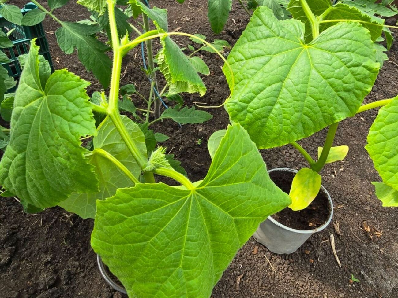 Розсада огірків добре реагує на магнієву селітру