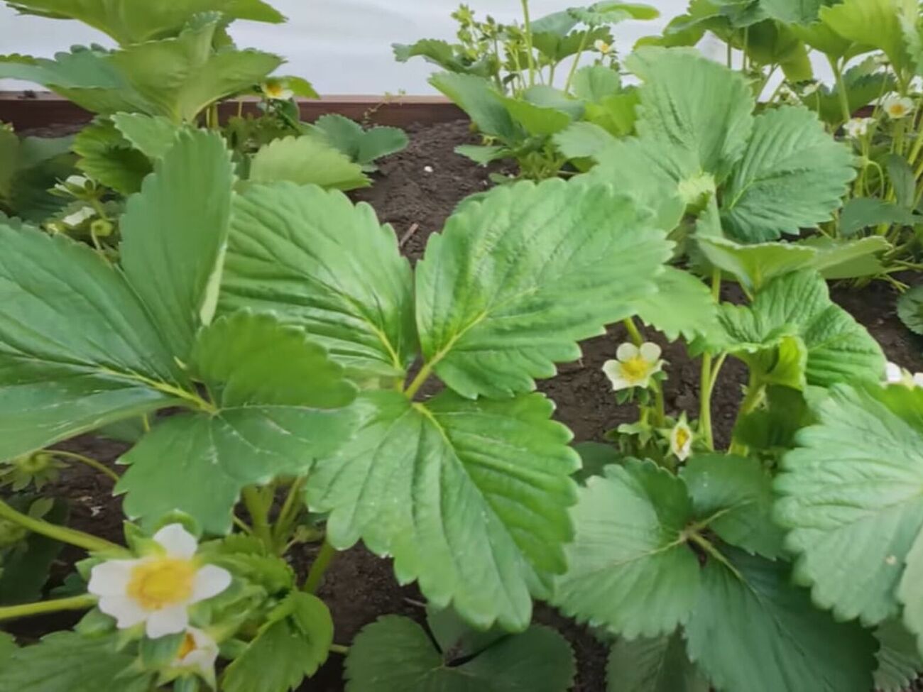 Полуницю у травні підживлюють калійними добривами