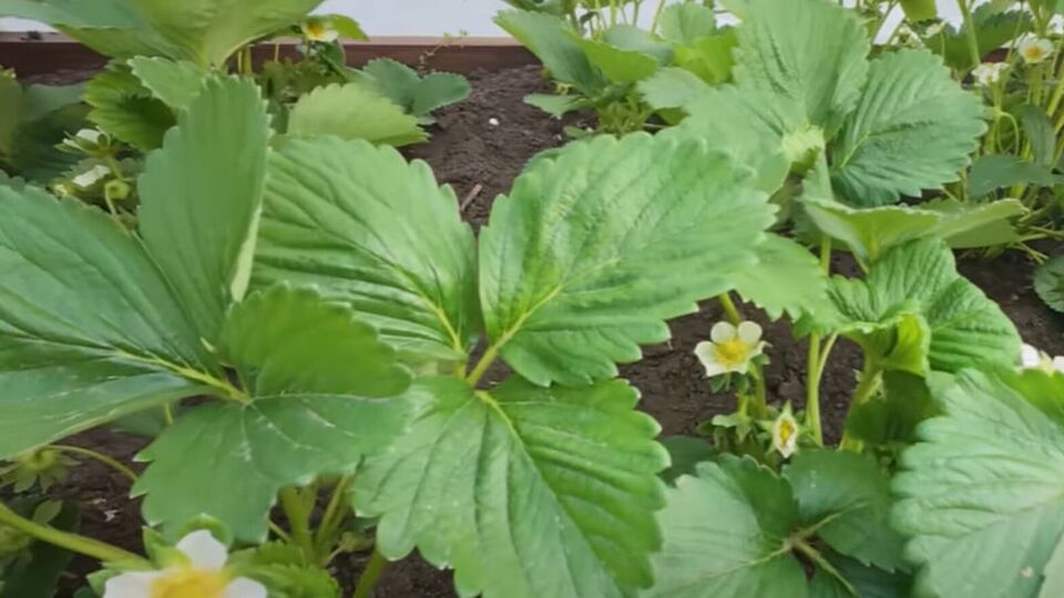 Клубнику в мае подкармливают калийными удобрениями