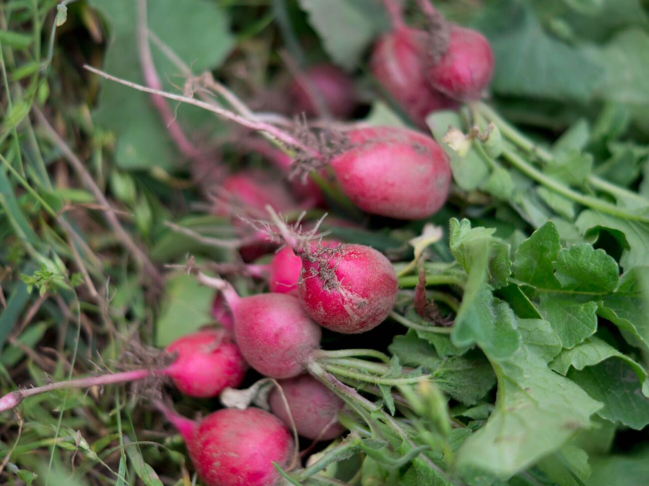 Если редис передержать в почве, он грубеет