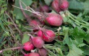 Если редис передержать в почве, он грубеет