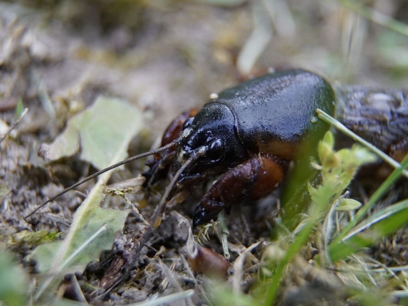 Ведмедка може завдати шкоди на городі