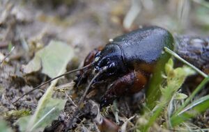 Медведка может нанести вред на огороде