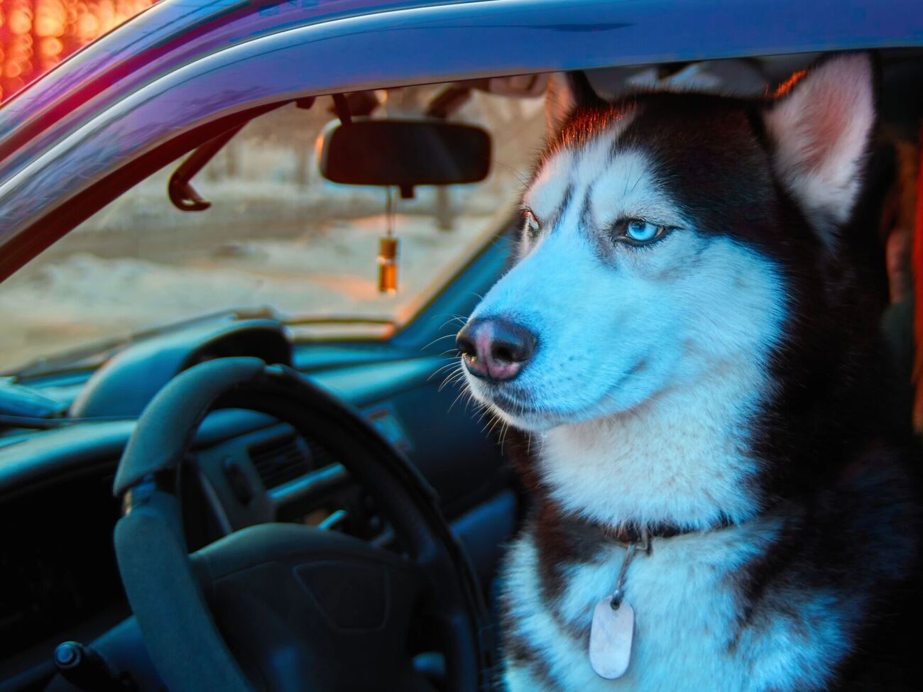 Недостаточная физическая активность и длительное отсутствие прогулок могут побуждать собаку преследовать машины