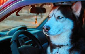 Недостаточная физическая активность и длительное отсутствие прогулок могут побуждать собаку преследовать машины