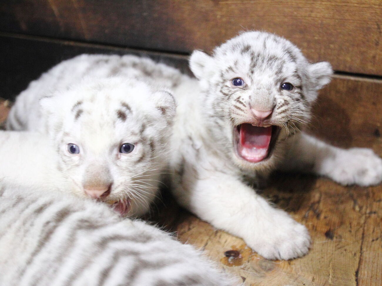 По словам Фельдмана, он намерен снять фильм о жизни собаки и тигрят