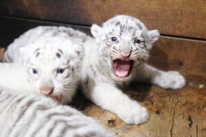 По словам Фельдмана, он намерен снять фильм о жизни собаки и тигрят