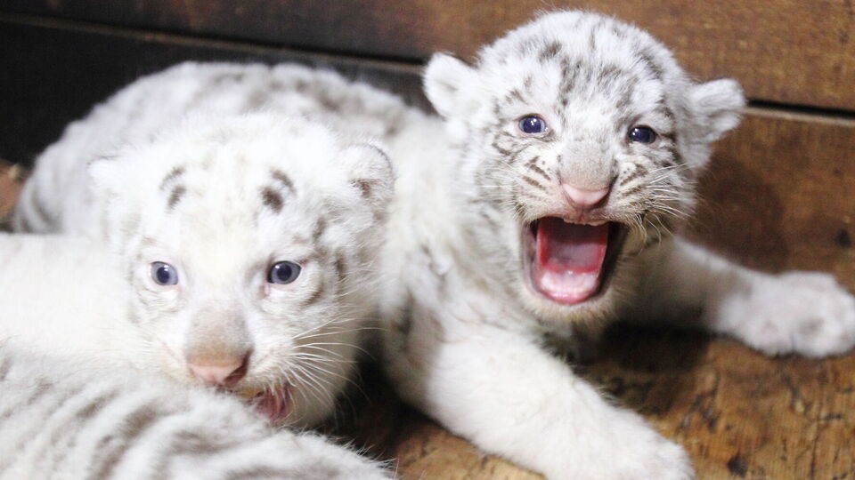 По словам Фельдмана, он намерен снять фильм о жизни собаки и тигрят