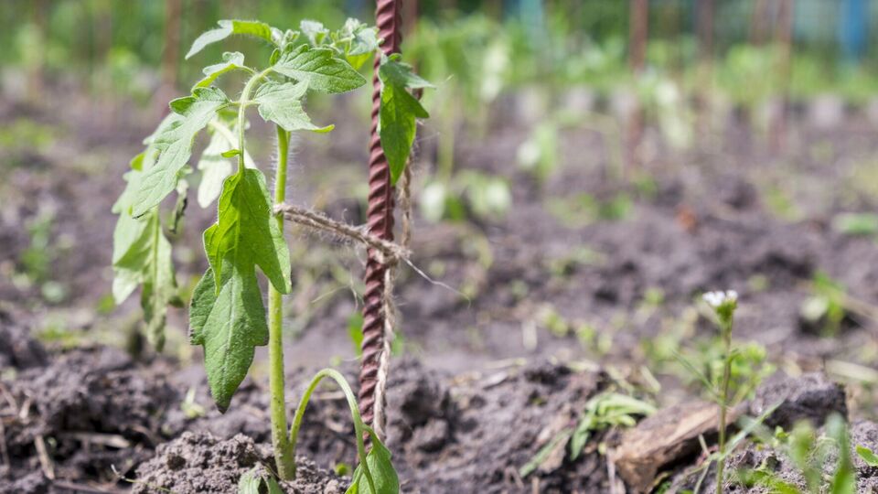Полейте этим томаты весной – и плоды будут расти, как на дрожжах. Рецепт эффективной подкормки