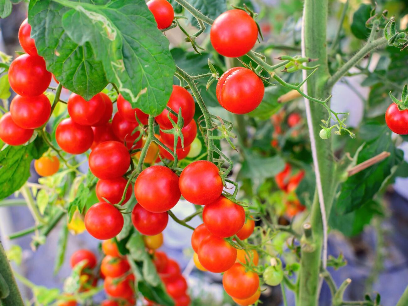 Рассада помидоров хорошо реагирует как на органическую, так и на минеральную подкормку