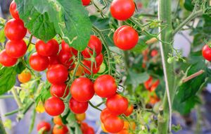 Рассада помидоров хорошо реагирует как на органическую, так и на минеральную подкормку