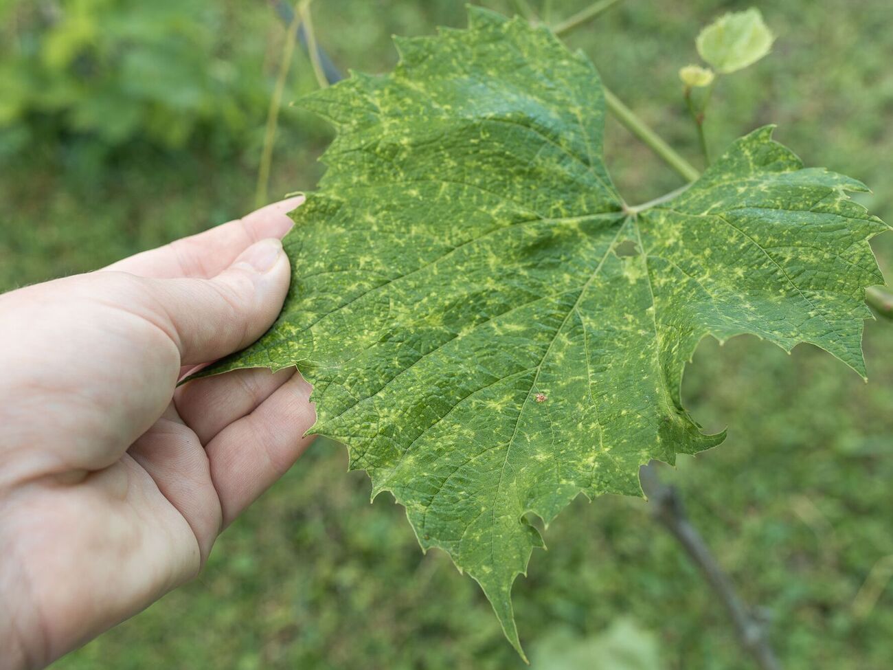 Виноград нуждается в регулярной защите