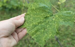 Виноград нуждается в регулярной защите