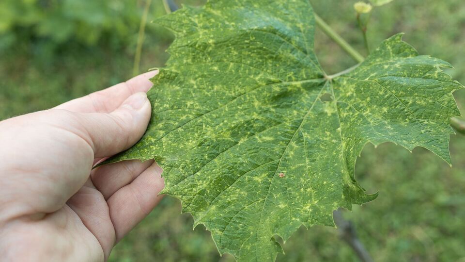 Виноград нуждается в регулярной защите