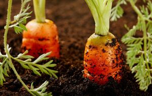 Морква може постраждати від шкідника