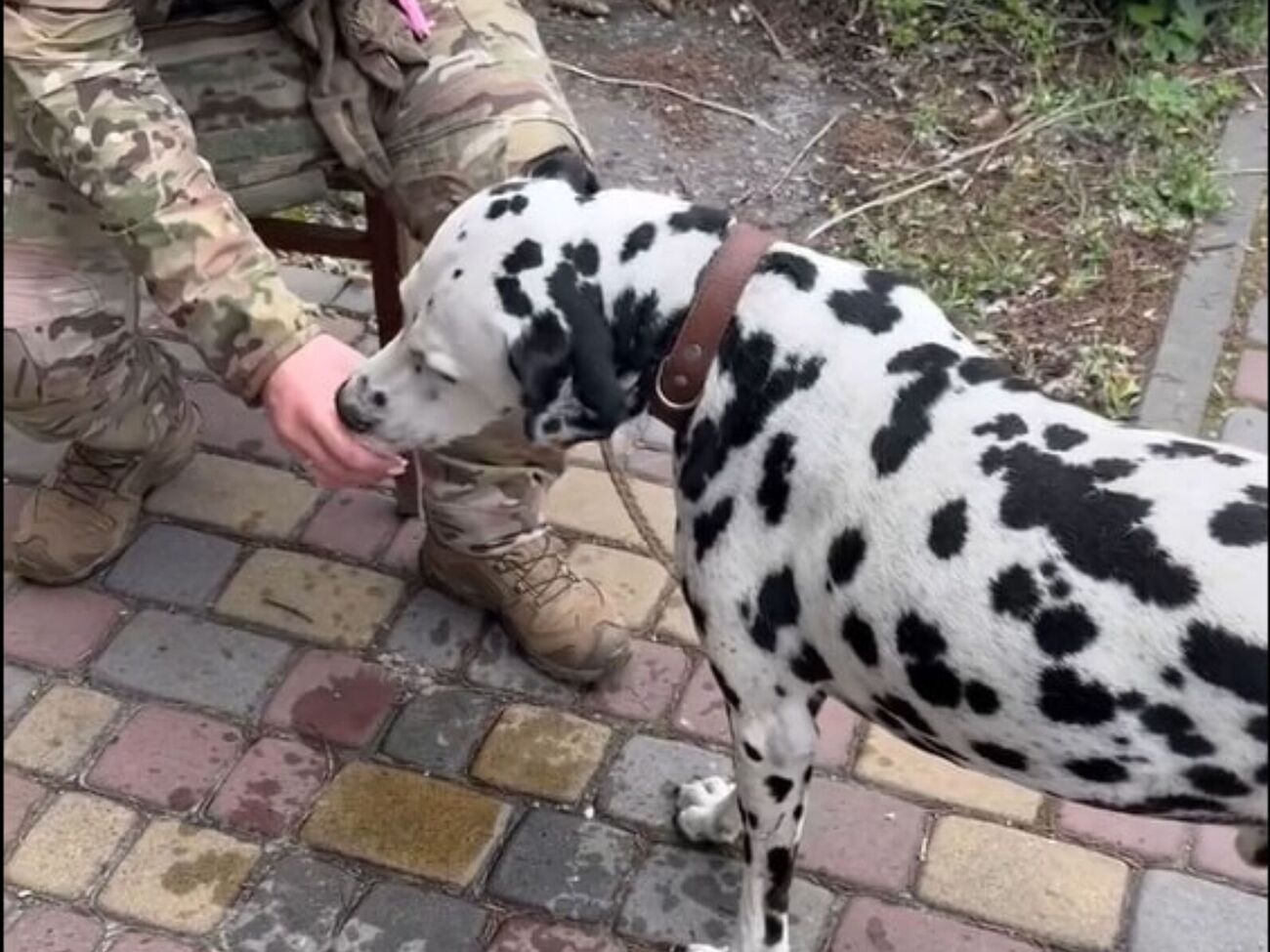 По словам Христова, далматинец был доставлен в клинику, и теперь ему будут оформлять паспорт, чтобы вывезти за границу к родственникам его хозяина