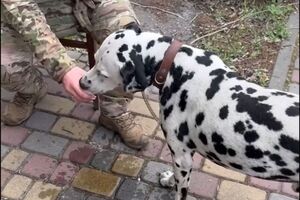 За словами Христова, далматинця доправили у клініку, і тепер йому оформлятимуть паспорт, щоб вивезти за кордон до родичів його господаря