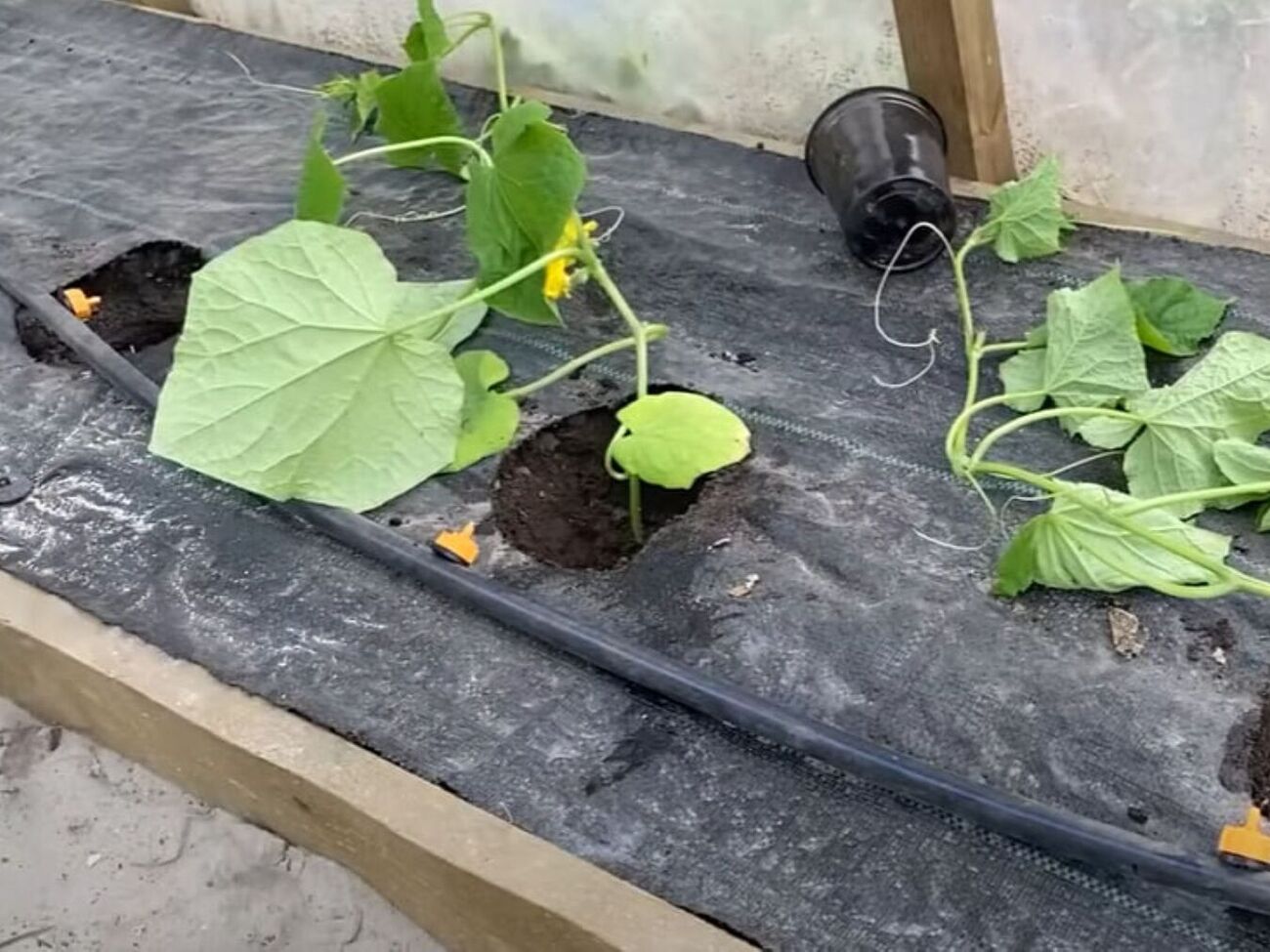 Собрать щедрый урожай огурцов можно, если при посадке заложить в лунки удобрения пролонгированного действия