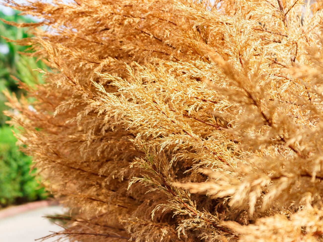 Даже туи, посаженные в ряд, могут развиваться неравномерно