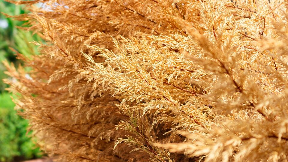 Даже туи, посаженные в ряд, могут развиваться неравномерно