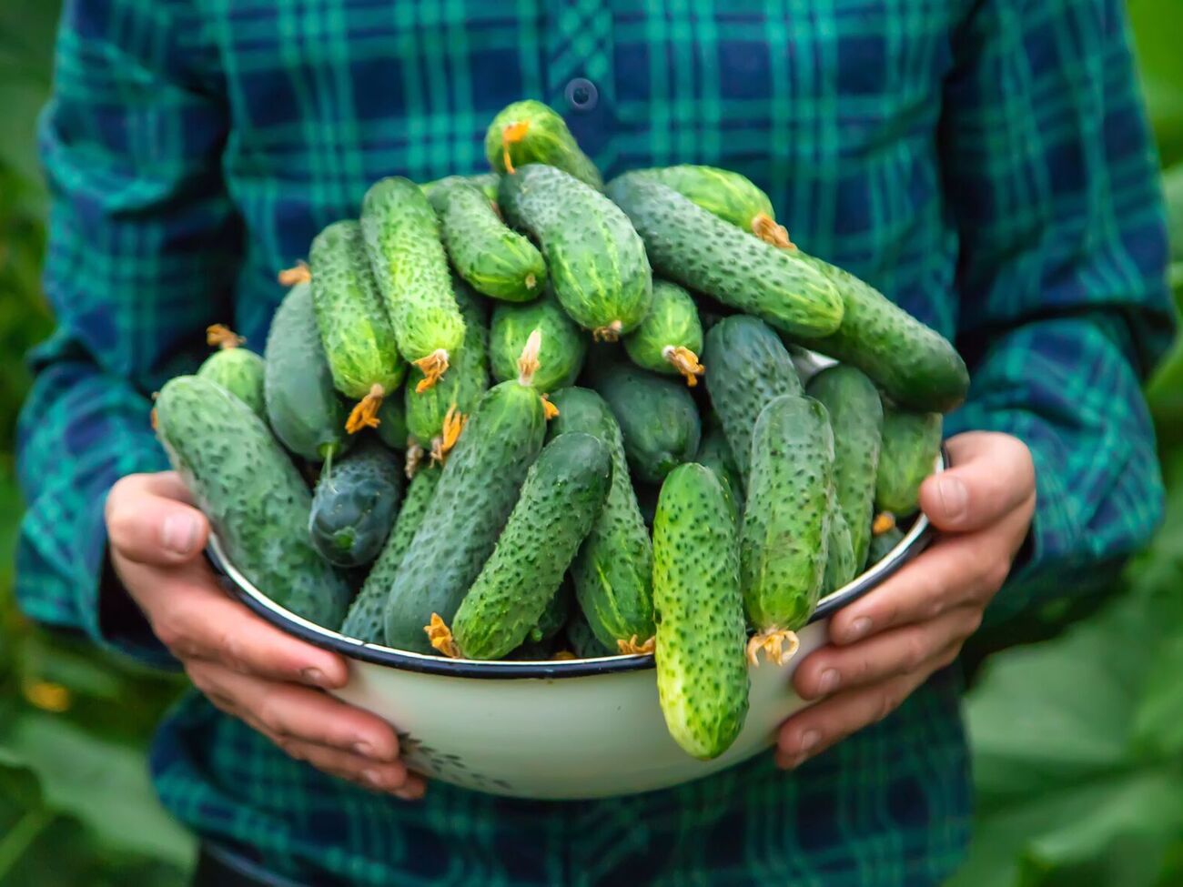 Огірки добре реагують на дріжджове підживлення