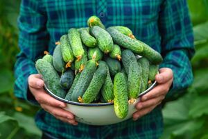 Огірки добре реагують на дріжджове підживлення