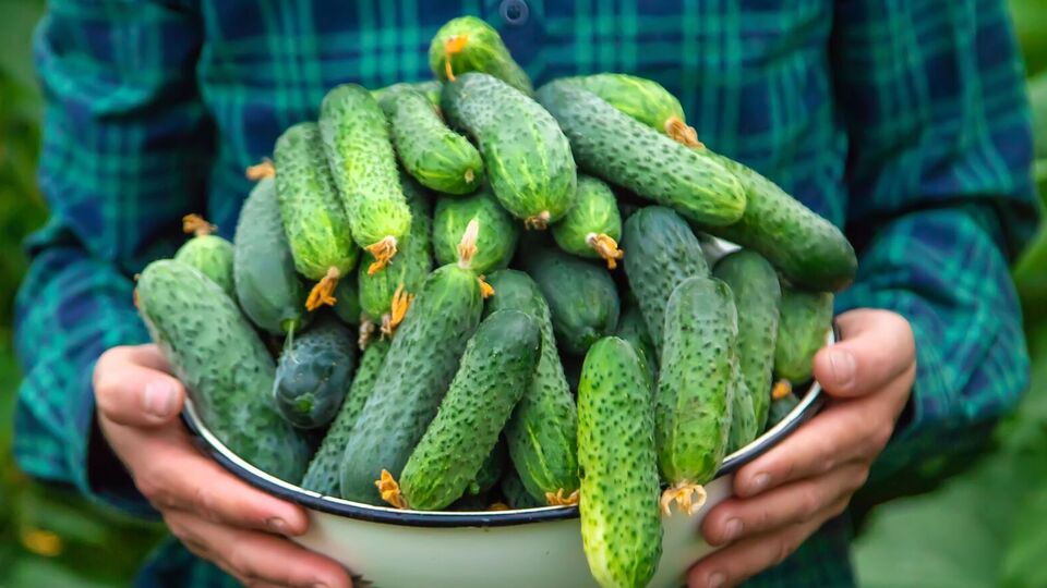 Огірки добре реагують на дріжджове підживлення