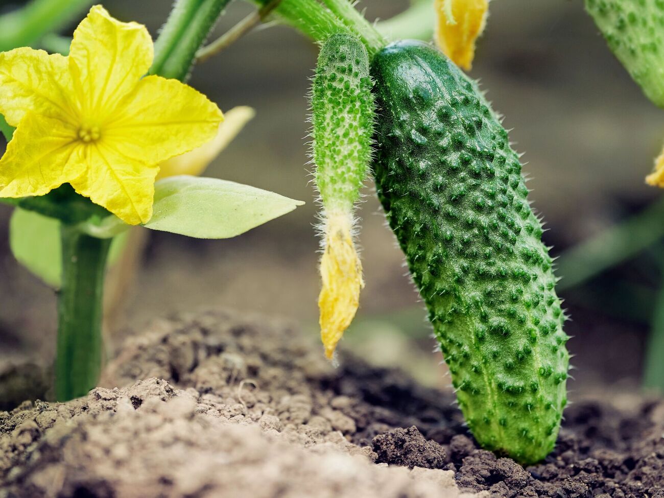 Опытные огородники рекомендуют обрабатывать огурцы раствором из йода