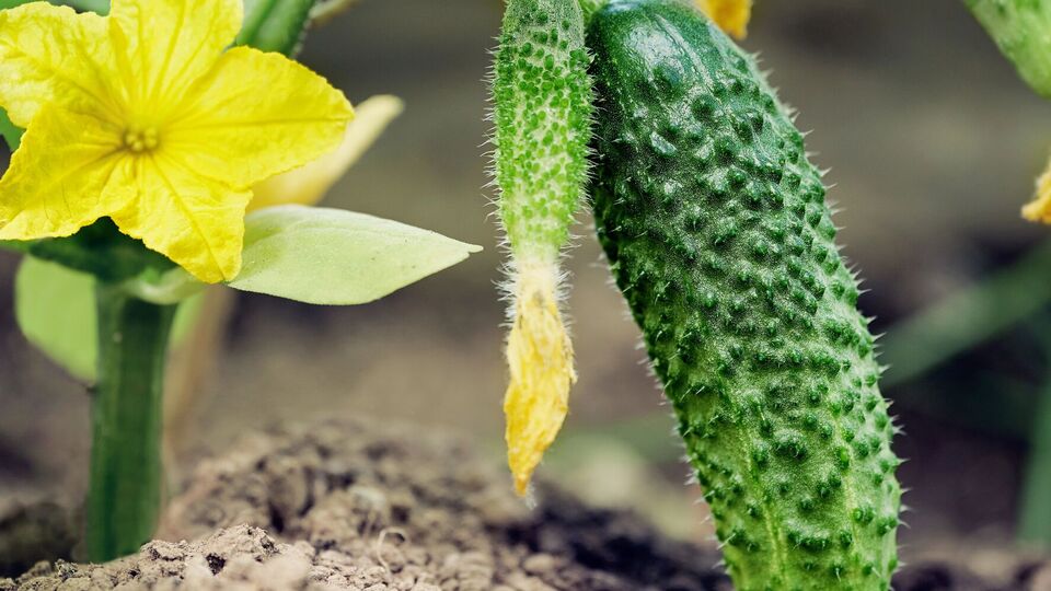 Досвідчені городники рекомендують обробляти огірки розчином із йоду