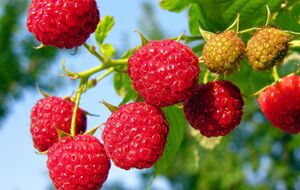 Малину можно испортить неудачным соседством