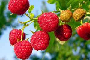 Малину можна зіпсувати невдалим сусідством