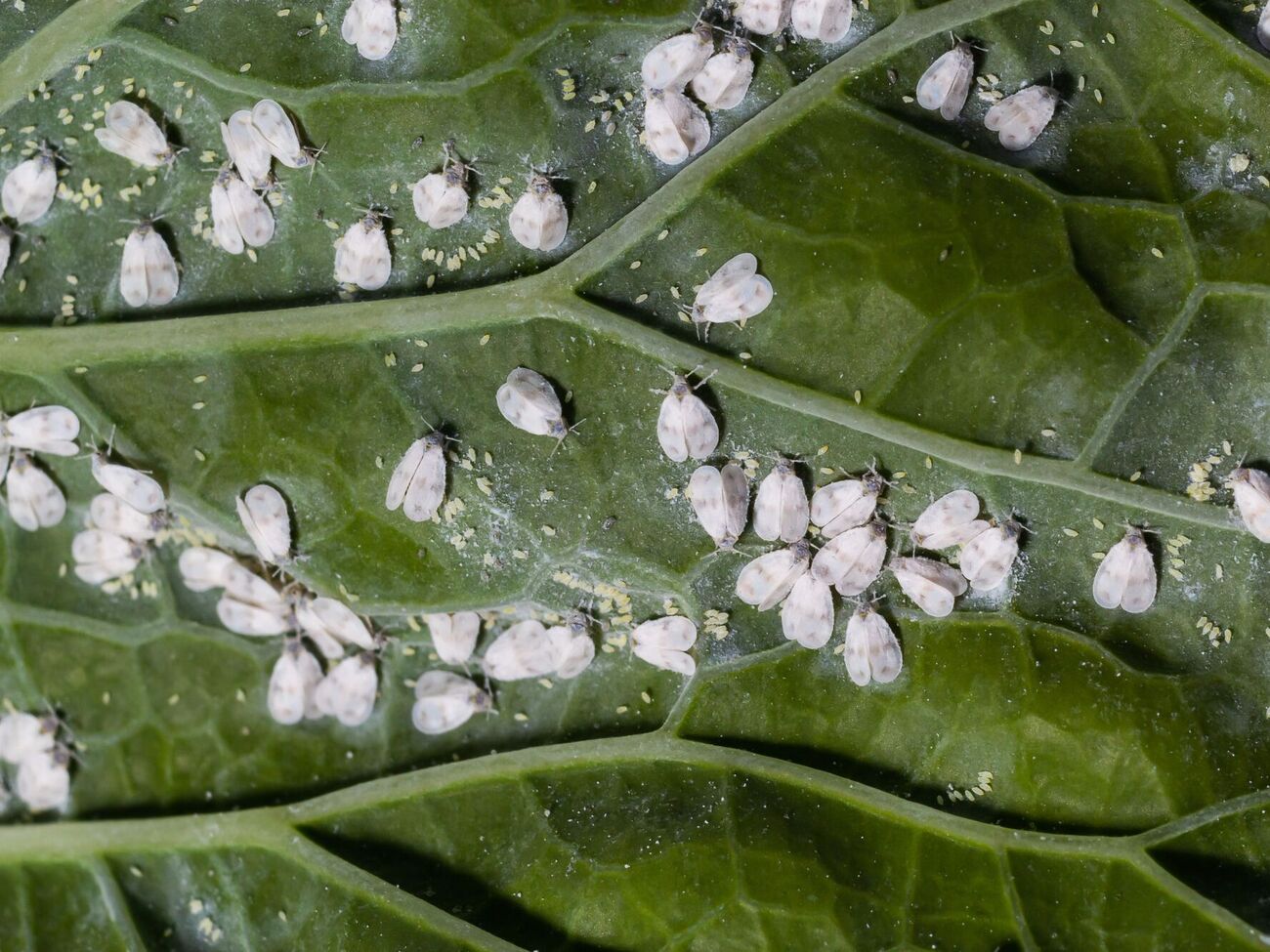 Білокрилка може знищити врожай