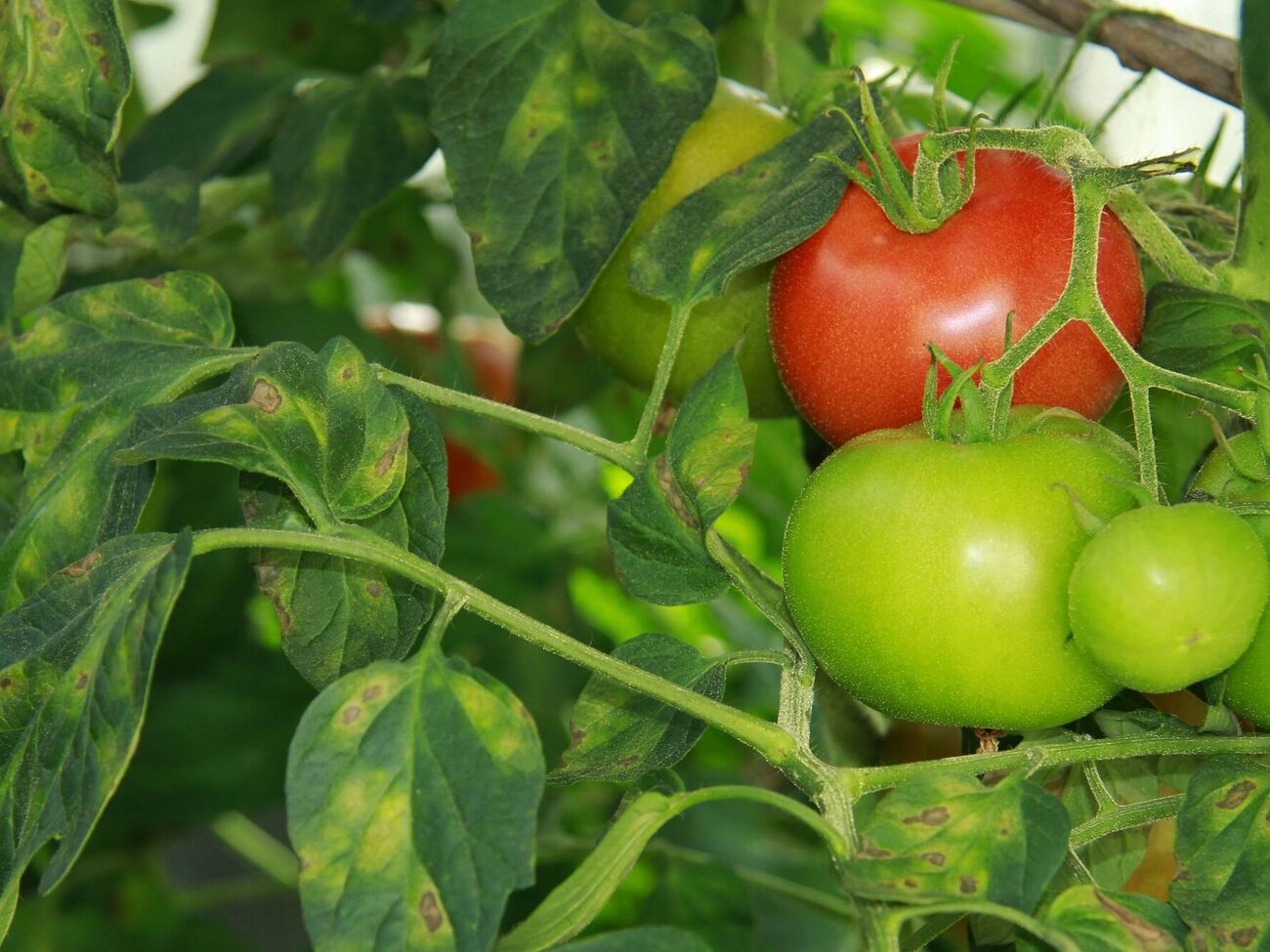 Томаты нуждаются в полноценной подкормке
