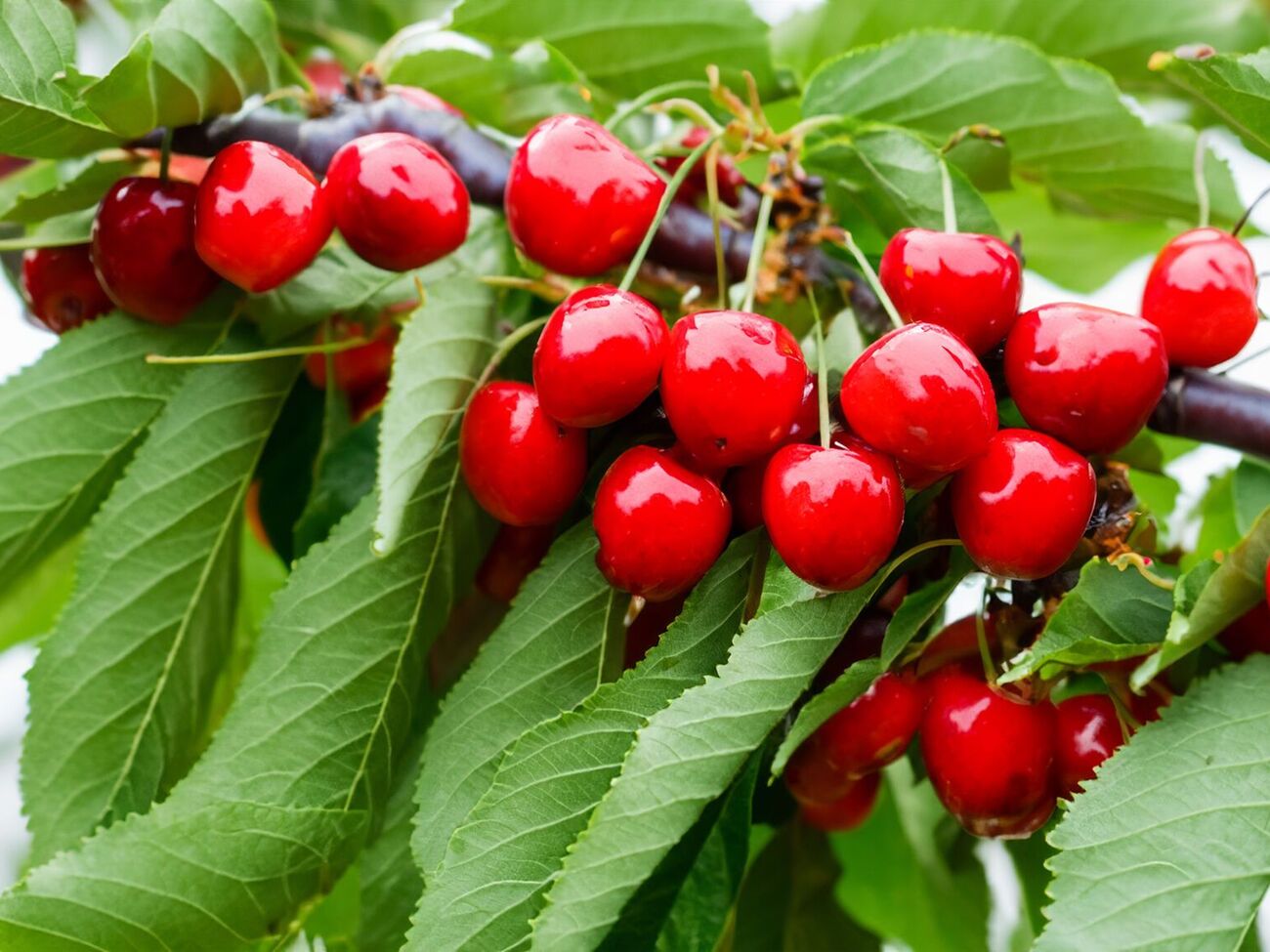 Перше оброблення саду від вишневої мухи потрібно провести у другій половині травня, коли температура повітря вже +18 °C