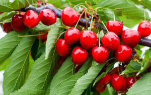 Первую обработку сада от вишневой мухи нужно провести во второй половине мая, когда температура воздуха уже +18 °C