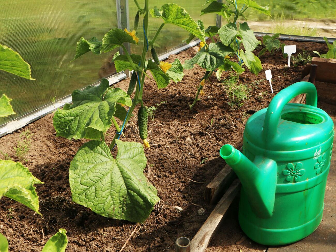 Калиевая селитра особенно полезна во время плодоношения огурцов