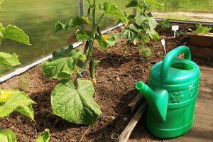 Калиевая селитра особенно полезна во время плодоношения огурцов