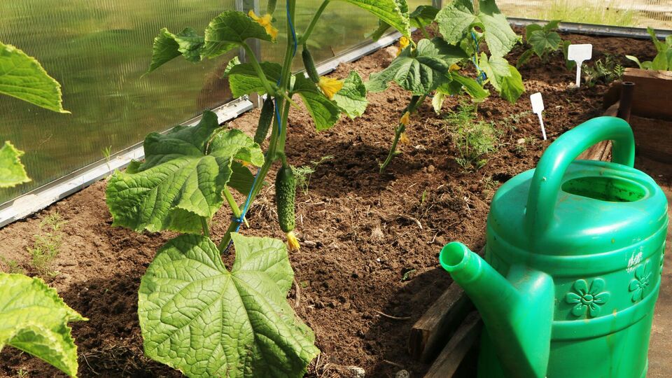 Калієва селітра особливо корисна під час плодоношення огірків