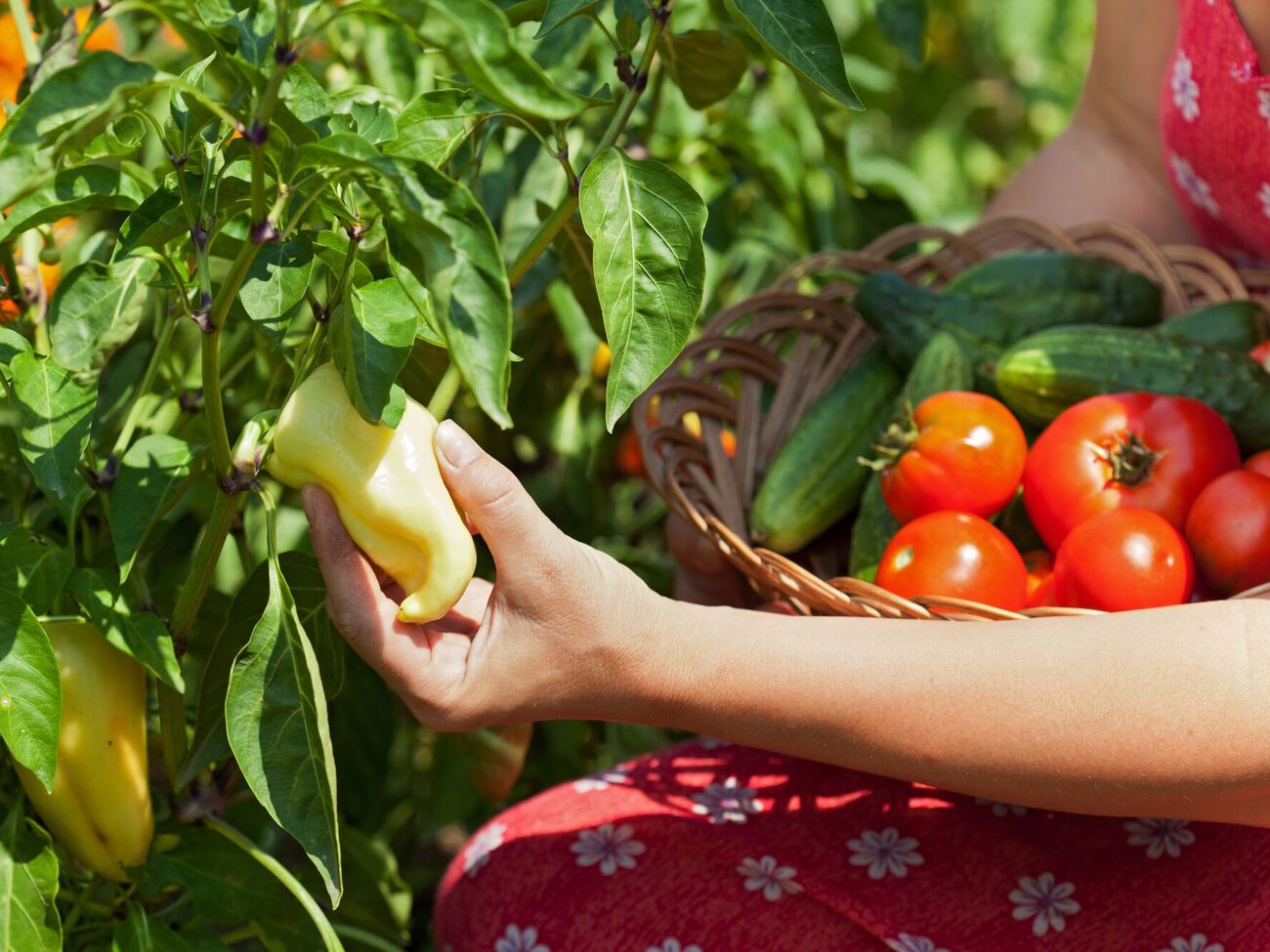 Огородники посоветовали простой способ увеличения урожая