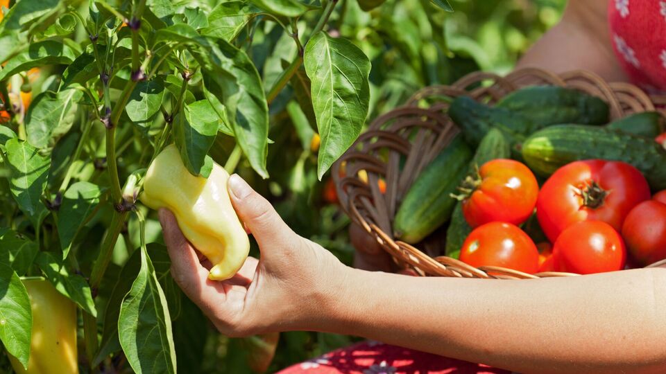 Огородники посоветовали простой способ увеличения урожая