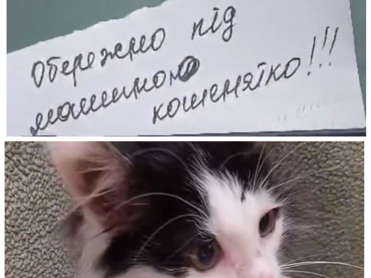 Кошеня, яке сховалося під капотом автомобіля, дістати було майже неможливо