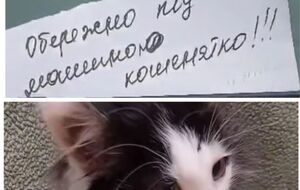 Кошеня, яке сховалося під капотом автомобіля, дістати було майже неможливо