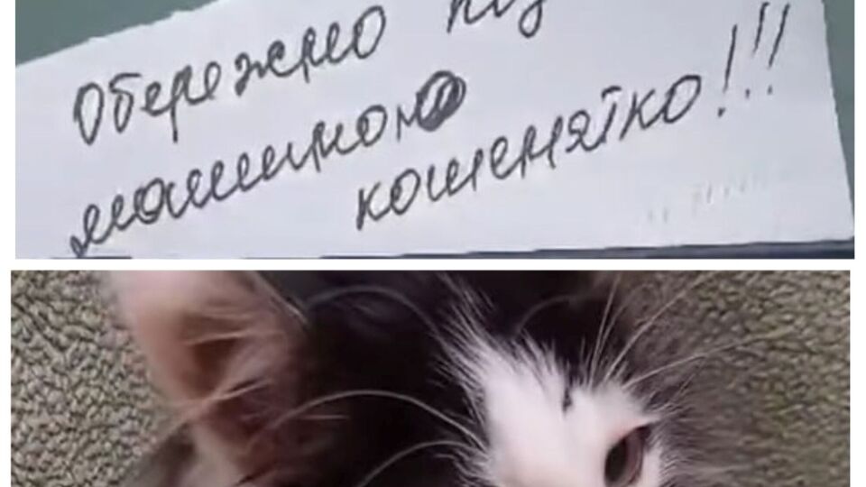 Котенка, спрятавшегося под капотом автомобиля, достать было почти невозможно