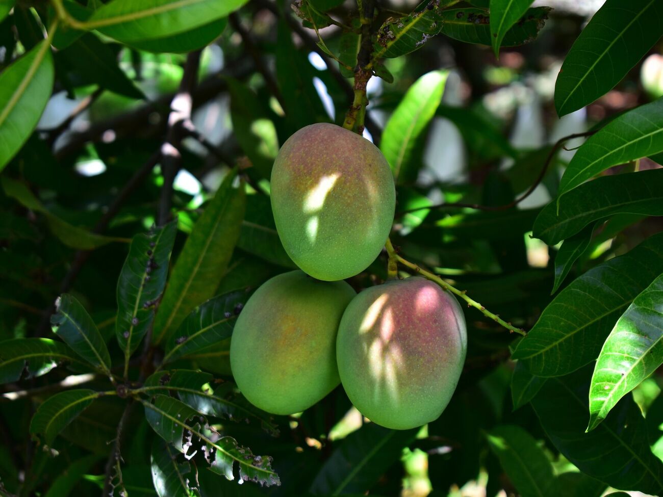 Для повышения урожайности излишнюю завязь на плодовых деревьях нужно удалить