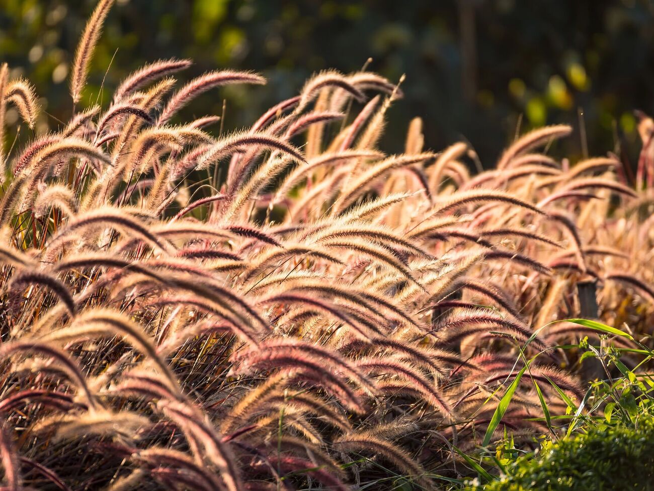 Декоративная трава не требует особого ухода