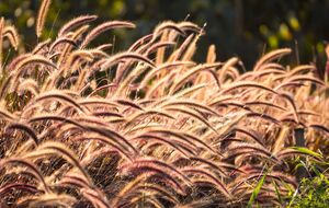 Декоративная трава не требует особого ухода