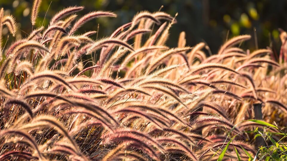 Декоративная трава не требует особого ухода