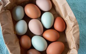 Если завести правильные породы кур, можно каждый день иметь домашние "крашенки"